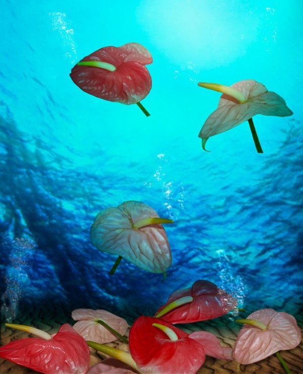 Anthurium Print