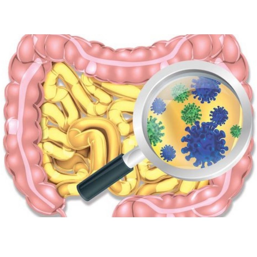 Immune System Gut Connection