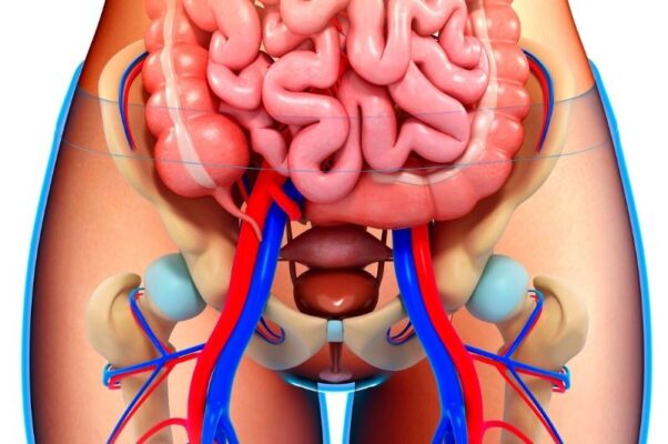 pelvic illustration