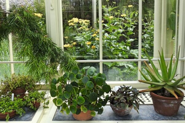 houseplants