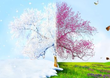 Oubaitori: 3 Steps To Overcome The Comparison Trap