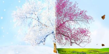 Oubaitori: 3 Steps To Overcome The Comparison Trap