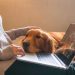 Why EMF Safety Is Crucial Protection For Your Pets And Home Why EMF Safety Is Crucial Protection For Your Pets And Home