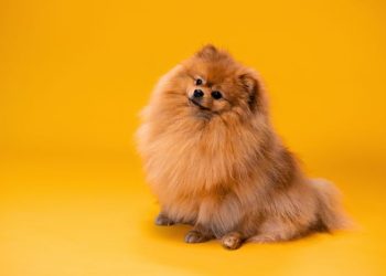 How CBD Bacon Dog Chews Improve Your Pet’s Overall Well-Being