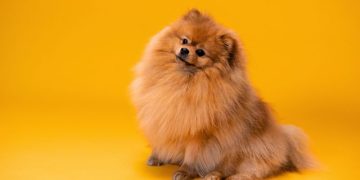 How CBD Bacon Dog Chews Improve Your Pet’s Overall Well-Being