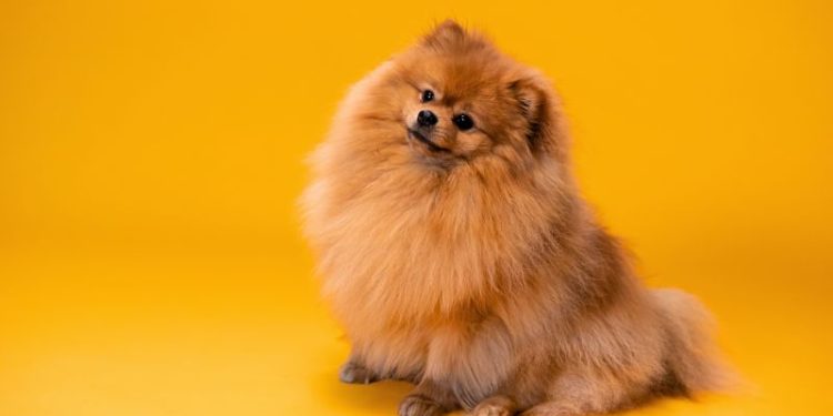 How CBD Bacon Dog Chews Improve Your Pet’s Overall Well-Being How CBD Bacon Dog Chews Improve Your Pet’s Overall Well-Being