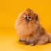 How CBD Bacon Dog Chews Improve Your Pet’s Overall Well-Being How CBD Bacon Dog Chews Improve Your Pet’s Overall Well-Being