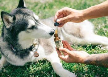 How To Determine The Right CBD Dosage For Your Dog