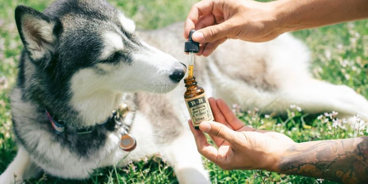 How To Determine The Right CBD Dosage For Your Dog