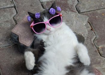 A Guide To Medicinal Mushrooms For Cats: Benefits, Safety, And Usage