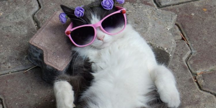 A Guide To Medicinal Mushrooms For Cats: Benefits, Safety, And Usage A Guide To Medicinal Mushrooms For Cats: Benefits, Safety, And Usage