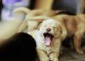 Discover Puppy Yoga Benefits: A Joyful Way To Love Exercise Again