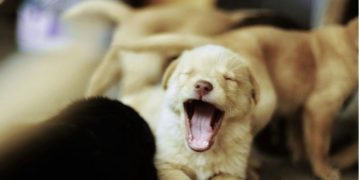 Discover Puppy Yoga Benefits: A Joyful Way To Love Exercise Again