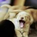 Discover Puppy Yoga Benefits: A Joyful Way To Love Exercise Again
