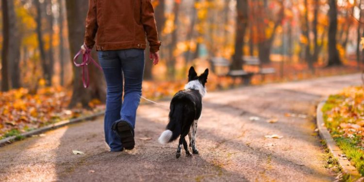 9 Ways Pet Care Routines Can Help Women Over 50 Create a More Balanced Life 9 Ways Pet Care Routines Can Help Women Over 50 Create a More Balanced Life