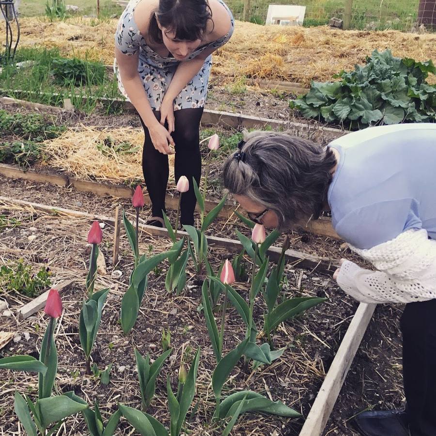 Two women leaning in to smell pink tulips in a raised garden bed
